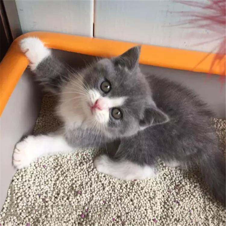 出售英短蓝白猫 宠物猫纯种英国短毛猫英短蓝白立耳活体幼猫p