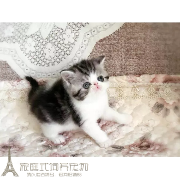 加菲猫宠物猫咪异国短毛猫家养纯种短毛猫幼猫活体宠物猫加菲g