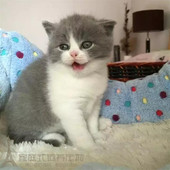 出售折耳猫活体纯种英短蓝白猫英短蓝猫纯种英国短毛猫幼猫p