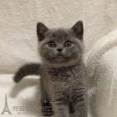 英国短毛猫蓝猫p 活体幼猫猫咪宠物猫 英短蓝猫 蓝猫幼猫折耳猫