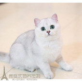 上海猫舍赛级英短纯种英国短毛猫英短银渐层英短猫活体英短渐层p