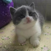 英短蓝白英国短毛猫家养活体幼猫宠物猫正八字粉鼻纯种蓝白英短p