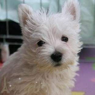 纯种西高地白梗活体幼犬