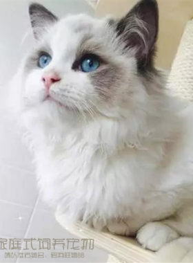宠物活体英短蓝猫折耳猫加菲猫布偶猫暹罗猫波斯猫幼猫宠物猫p