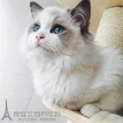 宠物活体英短蓝猫折耳猫加菲猫布偶猫暹罗猫波斯猫幼猫宠物猫p