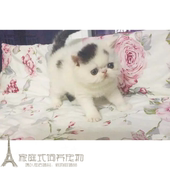 加菲猫宠物猫异国短毛猫家养纯种加菲幼猫活体黑白净梵妹妹加菲p