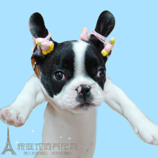 自家 聪明机智法国斗牛犬幼犬宠物狗赛级活体可办血统证书p 包邮