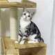 美短起司加白活体幼猫美国短毛猫加白幼猫宠物猫银虎斑猫家养p