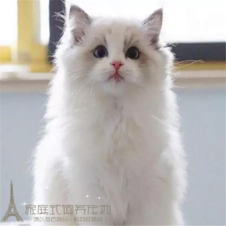 cfa赛级出售美国布偶猫幼猫纯种双色布偶猫幼猫布偶猫