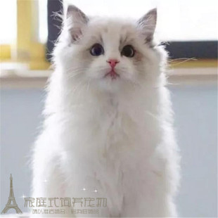 CFA赛级出售美国布偶猫幼猫纯种双色布偶猫幼猫布偶猫活体猫咪p