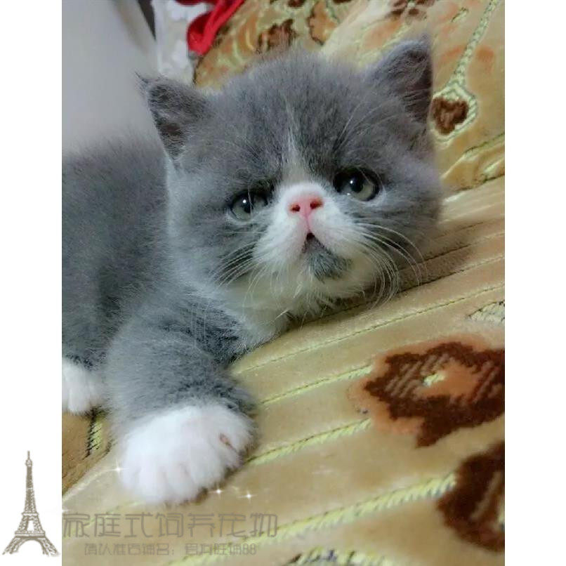 猫咪活体加菲猫活体猫咪纯种宠物猫异国短毛猫蓝白加菲弟弟g