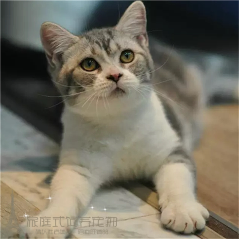 美短加白幼猫美短加白起司猫美国短毛猫幼猫宠物猫活体宠物猫p