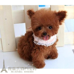 赛级红泰迪幼犬茶杯纯种活体泰迪狗玩具型迷你赛级灰色贵宾70p