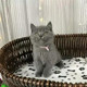 出售纯种英短蓝猫英国短毛猫蓝猫活体宠物猫幼猫 血统纯正p 包邮