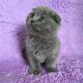 出售宠物猫纯种健康英国短毛猫英短蓝猫折耳猫活体幼猫包子脸p