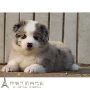边境牧羊犬纯种幼犬陨石色边牧狗狗宝宝家养宠物犬七白到位p