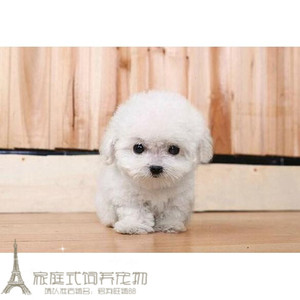 纯种活体法国卷毛比熊犬幼犬茶杯犬迷你型家养赛级幼狗比熊犬29g
