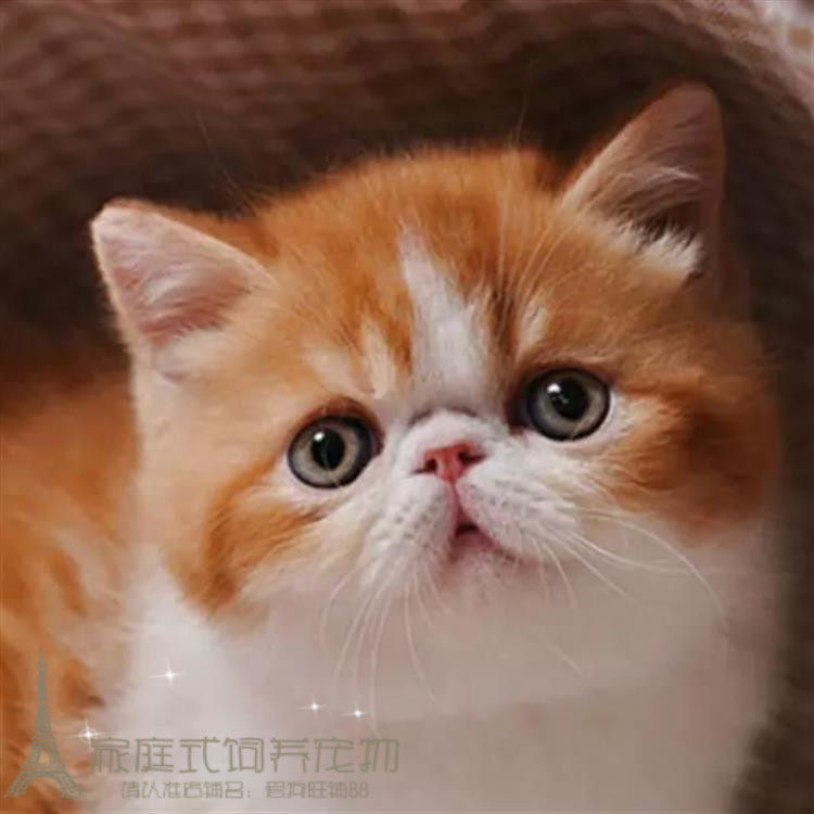 出售CFA赛级加菲猫幼猫纯种异国短毛猫活体宠物猫双血统带证书p