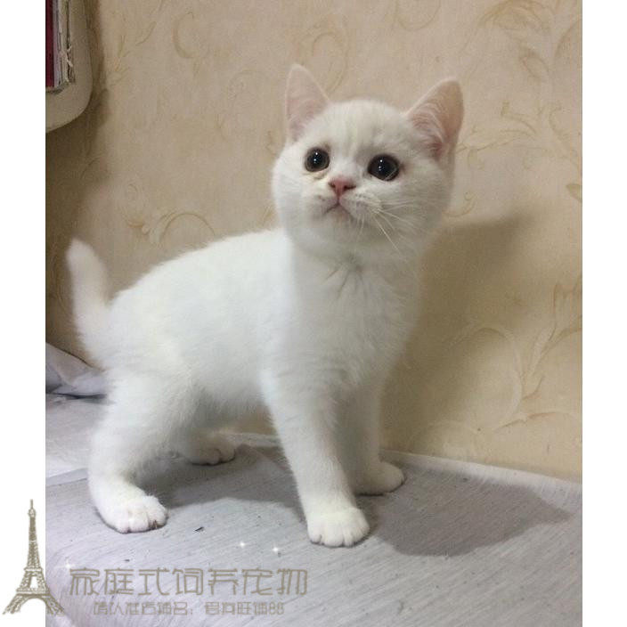 赛级出售活体纯种英国短毛猫幼猫活体家养英短乳白色幼猫宠物猫p