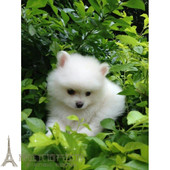 纯白色博美犬纯种茶杯博美日本俊介袖 珍球体博美幼犬狗p0p