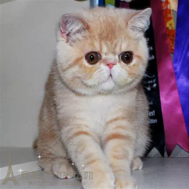 出售异国短毛猫纯种加菲猫宠物猫活体幼猫加菲猫家养支持支付宝g