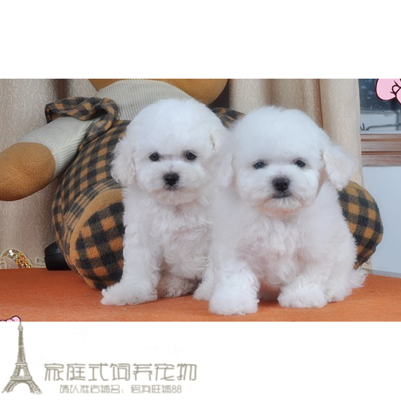 Shanghai Sell Thoroughbred Bichon Puppies living thing France Curly Bichon Pet dog teacup Mini Bichon Frisein the Pet/Pet food and supplies , Dogs  category - from Buy2taobao.com to provide professional Taobao agent buy service