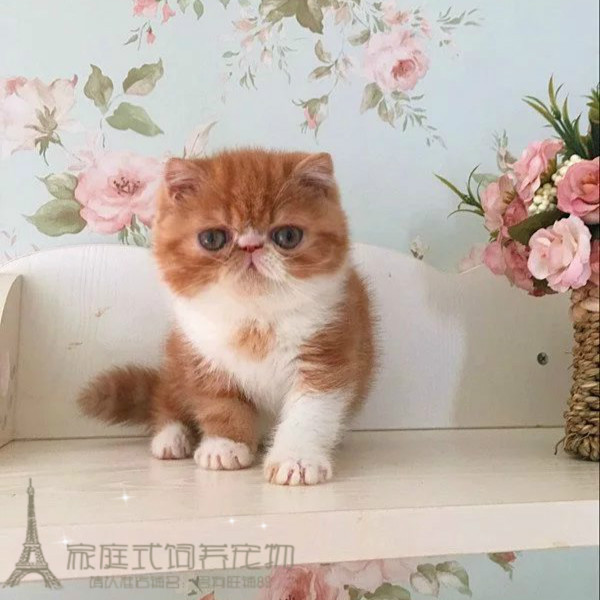 加菲猫幼猫活体纯种红虎斑异国短毛猫宠物小猫咪波斯猫布偶猫p