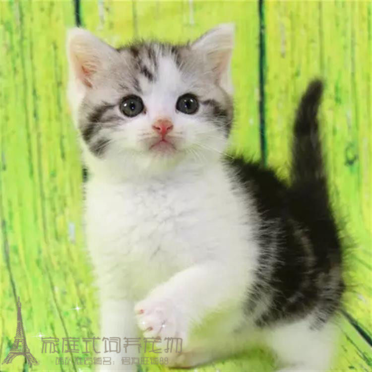 出售纯种美短加白起司猫银虎斑猫活体幼猫自家繁殖宠物猫折耳猫p
