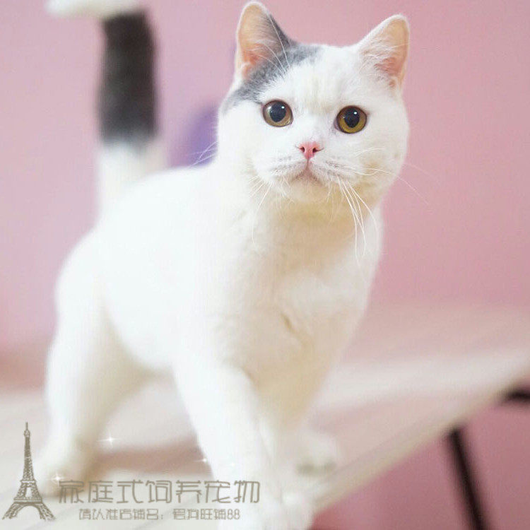 纯种蓝白净梵英国短毛猫幼猫活体宠物猫cfa繁育幼猫活体猫咪p