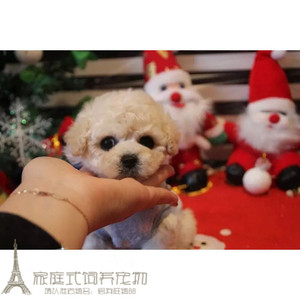 出售奶白色泰迪犬玩具体贵宾犬纯种家养贵妇犬宠物小狗狗g