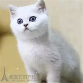 赛级英短银渐层 英国短毛猫家养活体幼猫宠物猫绿眼渐层猫纯种p