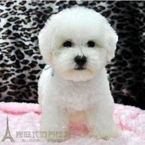 赛级血统纯种白色比熊幼犬活体宠物狗小体比熊狗狗大毛量进口g