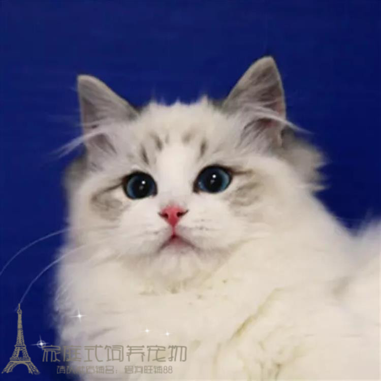 cfa猫舍出售海豹布偶猫纯种蓝双色山猫纹宠物猫活体布偶猫幼猫p