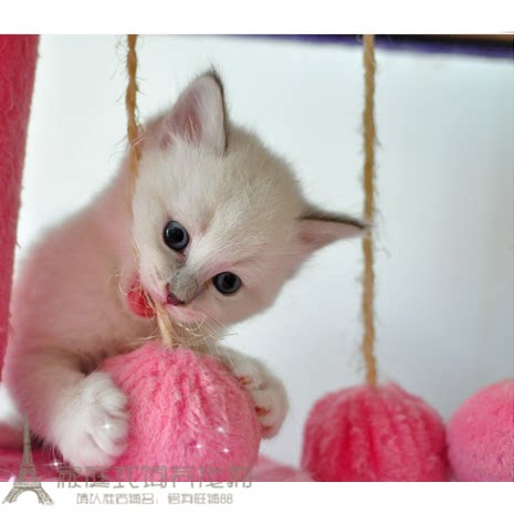 纯种家养海豹双色满背布偶猫活体 宠物猫幼猫猫咪 蓝双色p