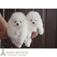 纯白色博美犬纯种茶杯博美日本俊介袖 珍球体博美幼犬狗1p