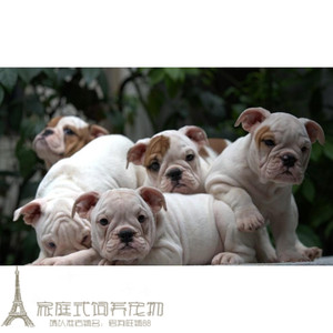 赛级家养纯种白色英国斗牛犬幼犬活体宠物狗出售英牛英斗幼犬g