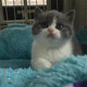 英短蓝白英国短毛猫家养活体幼猫宠物猫正八字五粉纯种蓝白英短p