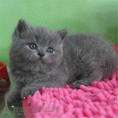 纯种英国短毛猫英短蓝猫活体短毛立耳活体幼猫幼崽小猫出售p