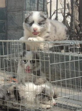 本地家养七白到位陨石边境牧羊犬活体幼犬陨石边牧宠物狗狗p