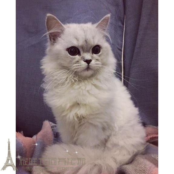 出售金吉拉猫纯种金吉拉幼猫长毛猫幼猫活体金吉拉幼猫猫活体g