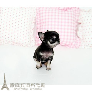 双血统小体纯种墨西哥苹果头茶杯体吉娃娃犬幼犬活体宠物狗pp