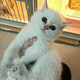 赛级英短银渐层纯种宠物猫咪活体 立耳英国短毛猫银点猫健康p