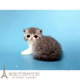宠物猫咪活体加菲猫幼猫活体猫咪纯种宠物猫异国短毛猫家养幼猫p