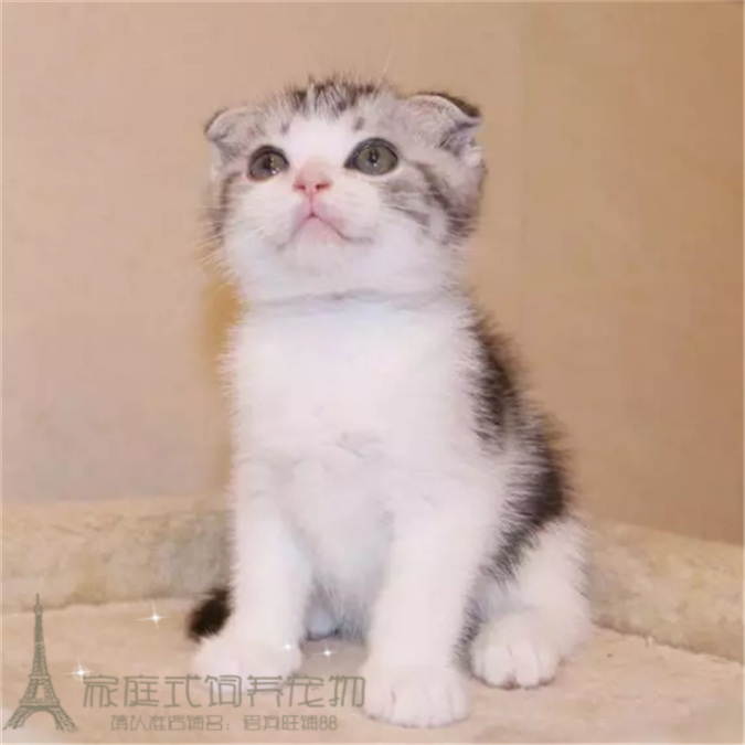 美短加白折耳猫幼猫粉爪粉鼻子美短猫咪银虎斑宠物活体起司猫g