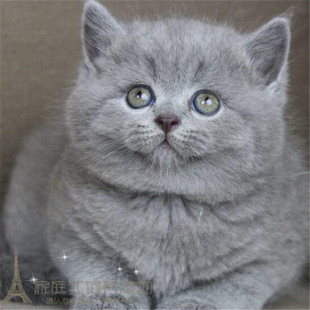 英国短毛猫纯种英短蓝猫幼猫活体英短折耳立耳蓝猫英国短毛猫p