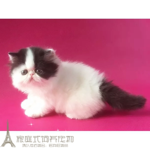 加菲猫宠物猫异国长毛猫家养纯种波斯猫幼猫活体黑白长毛弟弟g