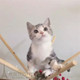 纯种美国短毛猫美短加白 美短幼猫包纯种健康出售p 宠物猫活体