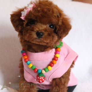 泰迪贵宾红泰迪幼犬茶杯泰迪泰迪犬泰迪狗可爱泰迪狗狗p