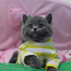 出售活体纯种蓝猫英国短毛猫幼猫宠物猫英短立耳包子脸蓝猫p