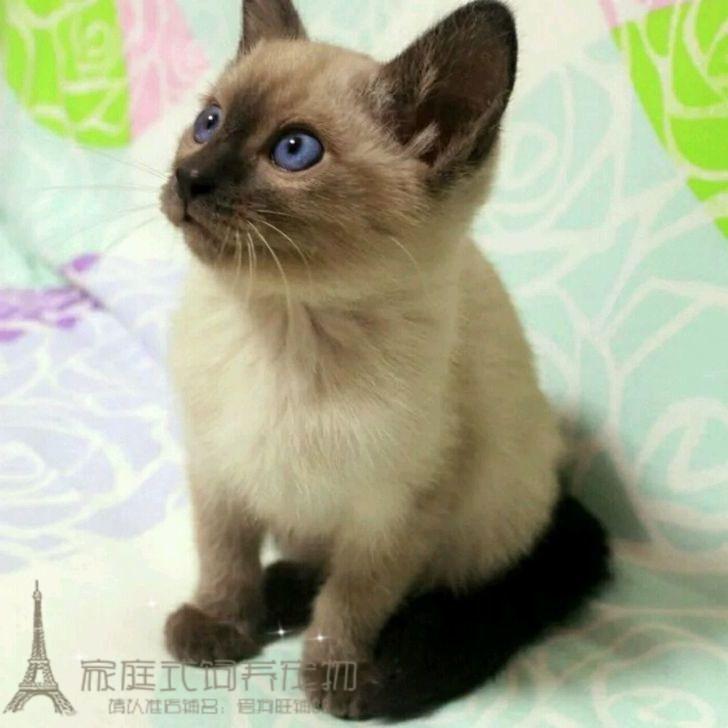 出售活体英短蓝猫图片